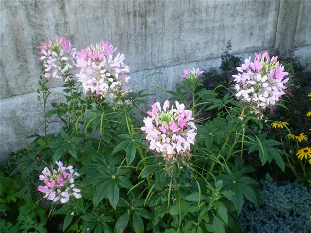 cleome